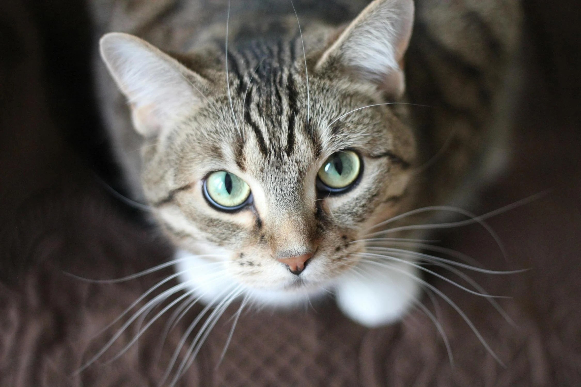 Espérance de Vie Chat Stérilisé : quelle est sa durée de vie par race ?