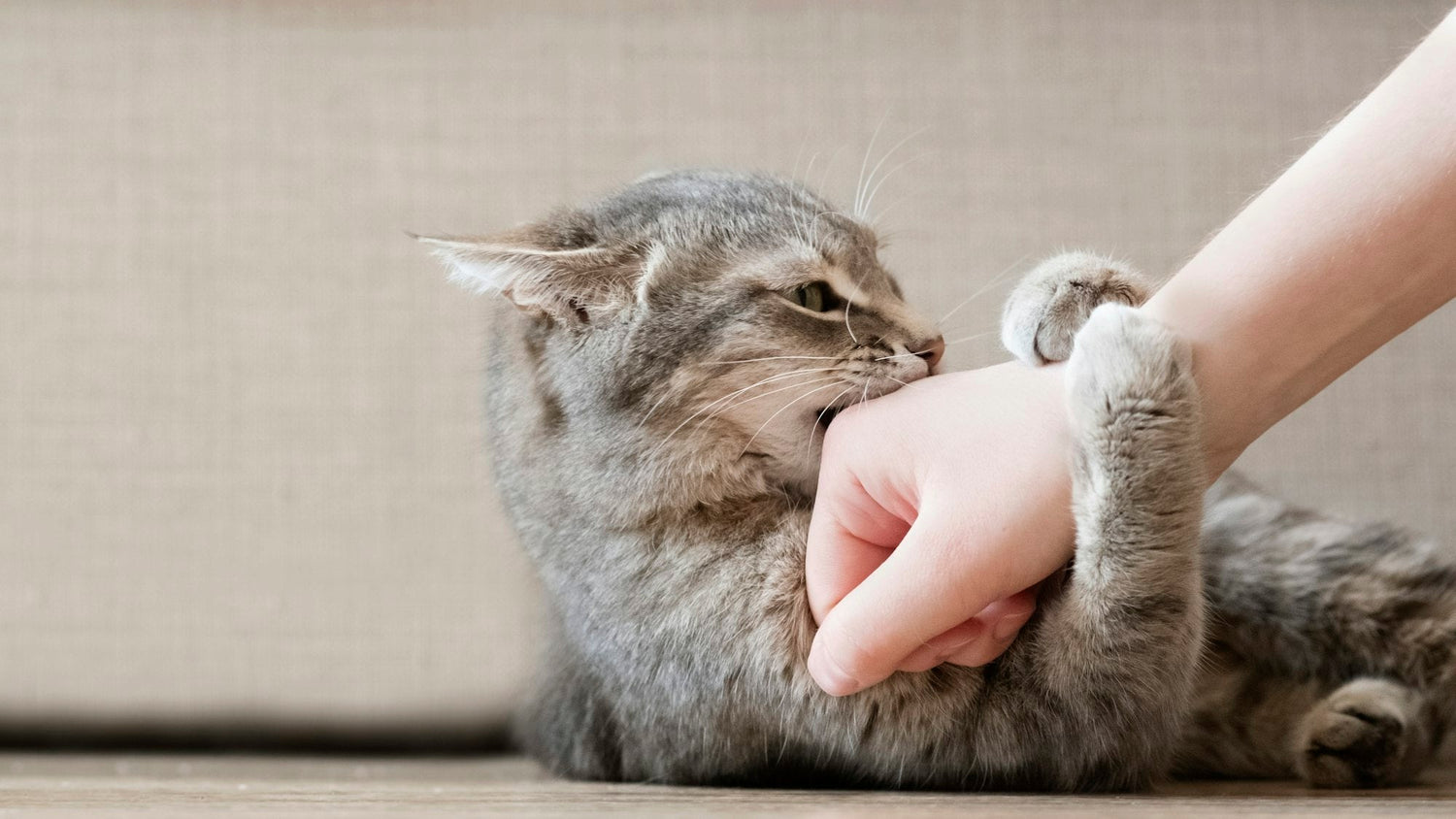 Comportements du chat: Comprendre les significations