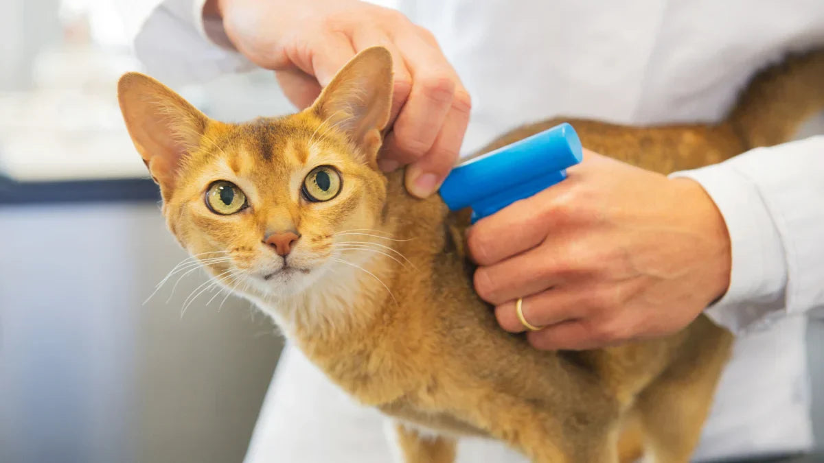 Tatouage des Chats : Guide Complet et prix